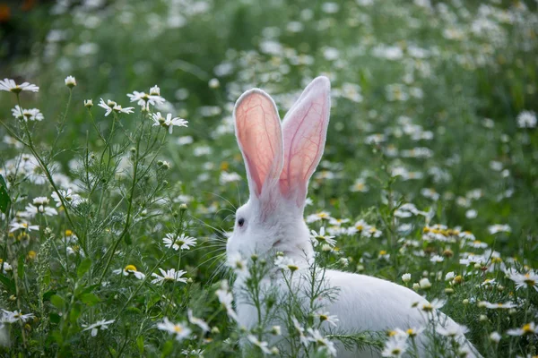 雏菊中的灰色兔子 — 图库照片