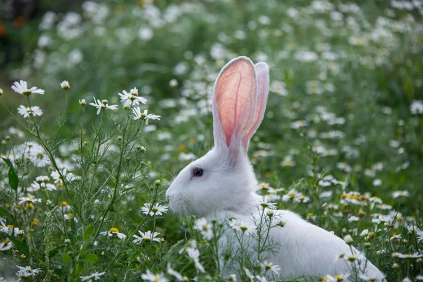 Grijs Konijn Groen Gras Met Madeliefjes — Stockfoto