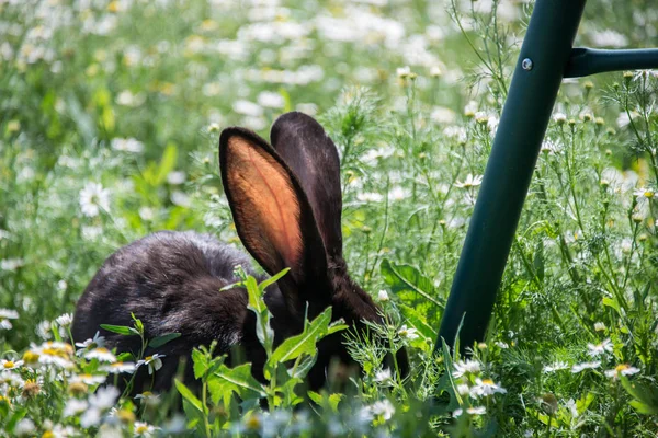 Černý Králík Zelené Trávě Sedmikrány — Stock fotografie