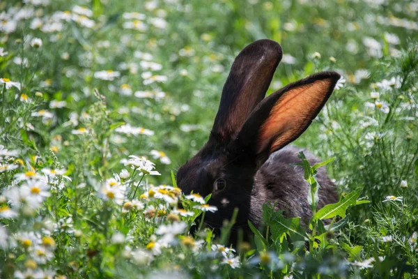 绿草地上的黑兔与雏菊 — 图库照片