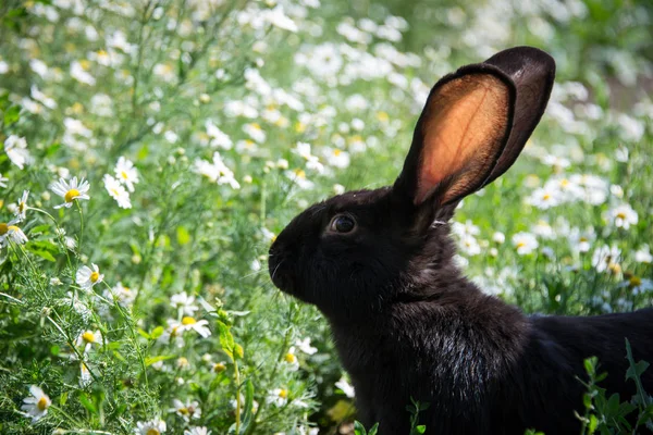 Černý Králík Zelené Trávě Sedmikrány Pozadí — Stock fotografie