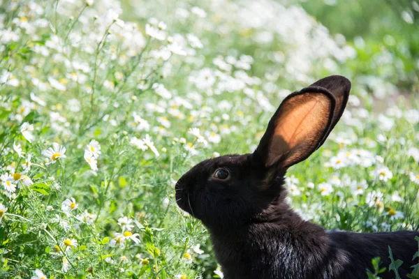 Arka Planda Papatyalar Ile Yeşil Çim Üzerinde Siyah Tavşan — Stok fotoğraf