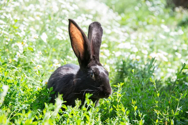 Coniglio Nero Erba Verde — Foto Stock