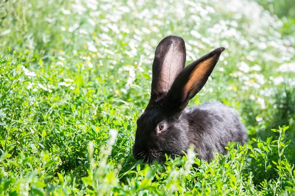 Black Rabbit Green Grass — Stock Photo, Image