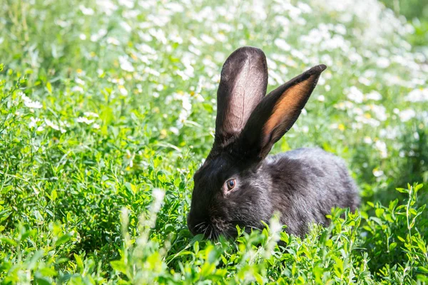 Papatyalar Gri Bunny — Stok fotoğraf