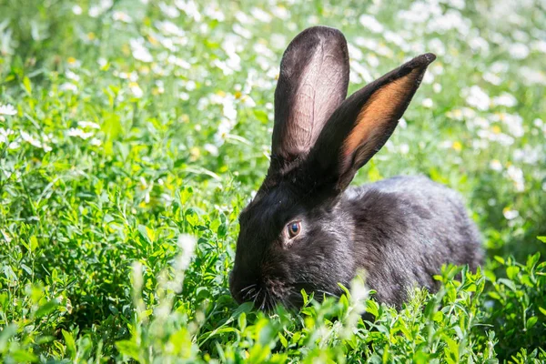 Grey Bunny Daisies — Stock Photo, Image