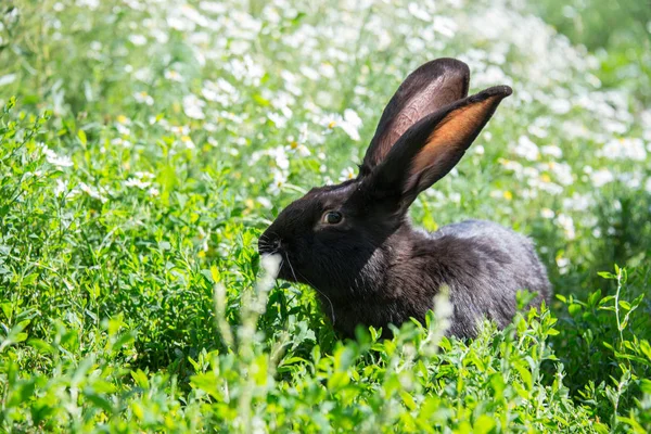 Zwart Konijn Kleuren — Stockfoto