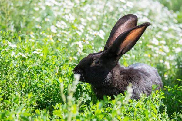 Svart Kanin Färger — Stockfoto