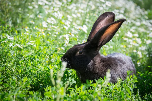 甘菊田里的黑兔 — 图库照片