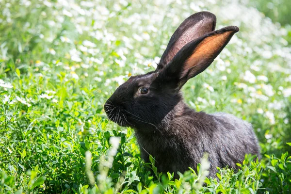 Zwart Konijn Bloemen — Stockfoto