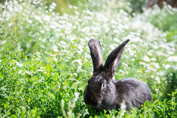 Zwarte Bunny Madeliefjes — Stockfoto