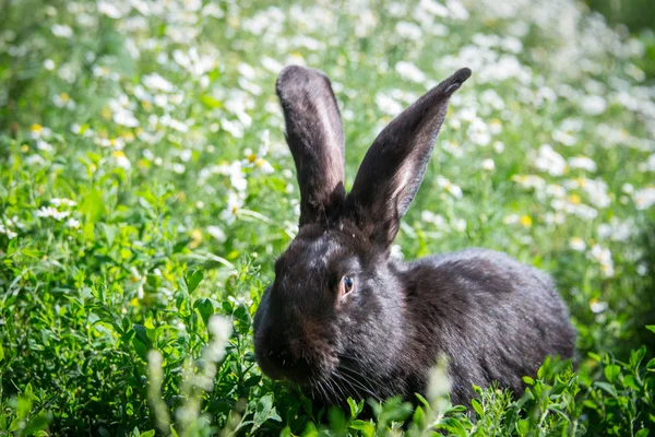 Черный Кролик Ромашнем Поле — стоковое фото