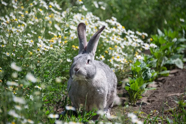 Серый Кролик Маргаритках — стоковое фото
