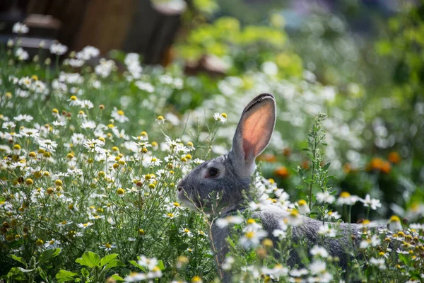 Grijze Bunny Madeliefjes — Stockfoto