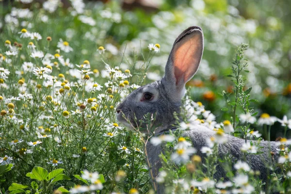 Papatyalar Gri Bunny — Stok fotoğraf