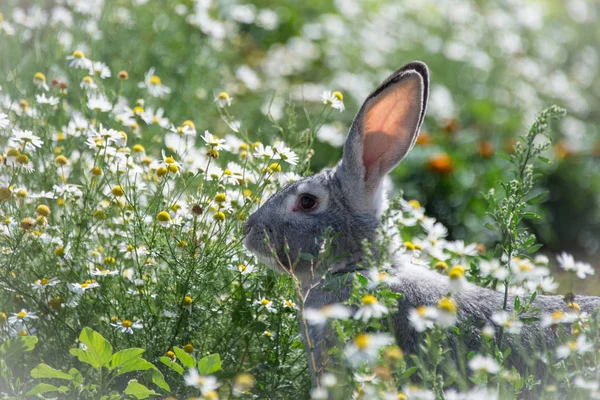 Grijze Bunny Madeliefjes — Stockfoto