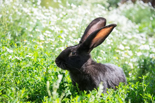 可爱的黑兔在绿草和雏菊背景 — 图库照片