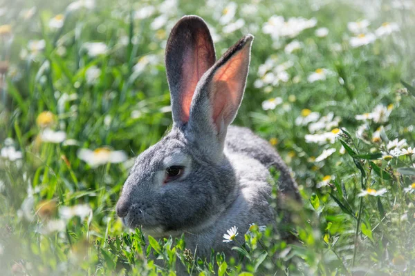 Cute Grey Rabbit Green Grass Daisies Background — Stock Photo, Image