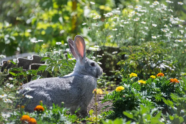 Yeşil çim ve papatyalar arka plan üzerinde Sevimli gri tavşan