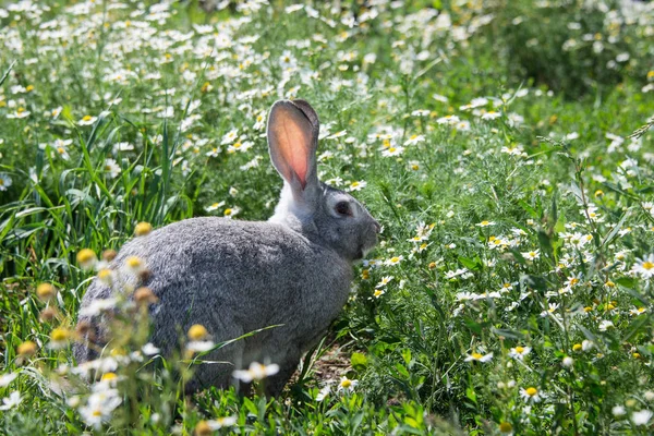 美丽的灰色兔子在雏菊花的背景 — 图库照片