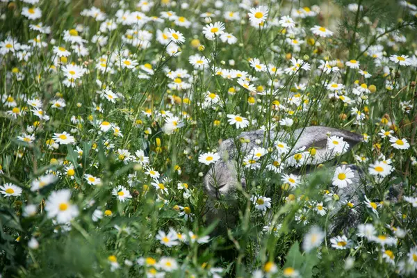 Beautiful Grey Rabbit Green Grass Flowers Background — Stock Photo, Image