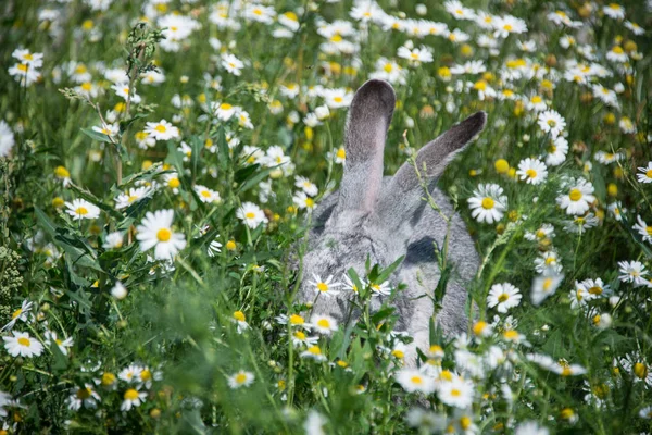 Beautiful grey rabbit on green grass and flowers background