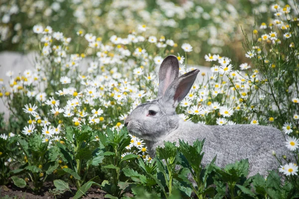 Красивый Серый Кролик Зеленом Фоне Травы Цветов — стоковое фото