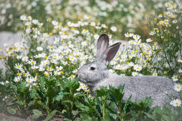 Красивый Серый Кролик Зеленом Фоне Травы Цветов — стоковое фото