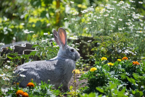 Schöne Graue Kaninchen Auf Grünem Gras Und Blumen Hintergrund — Stockfoto