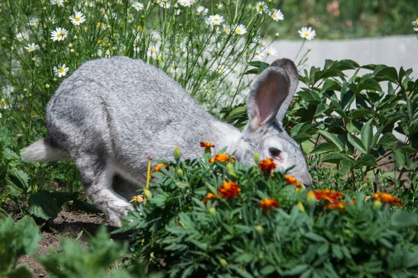 Симпатичный Серый Кролик Зеленой Траве Заднем Плане — стоковое фото