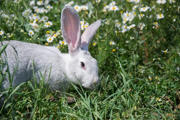 可爱的灰色兔子在绿草和雏菊背景 — 图库照片