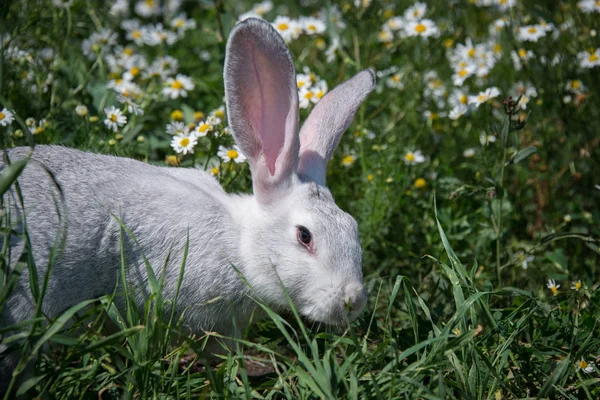 Schöne Graue Kaninchen Auf Grünem Gras Und Blumen Hintergrund — Stockfoto