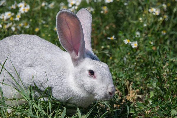 美丽的灰兔在年轻的绿草的背景 — 图库照片