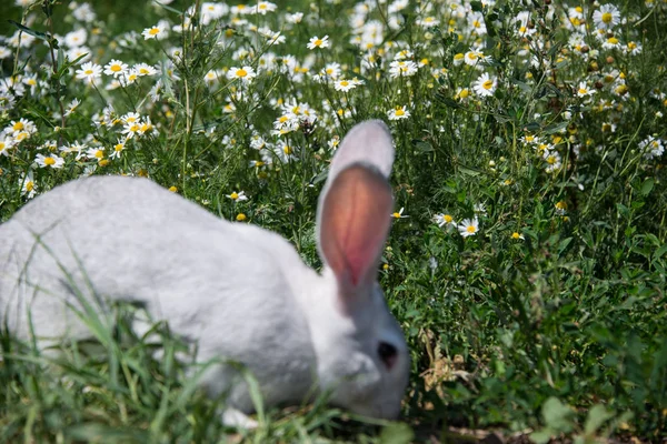 美丽的灰兔在雏菊的田野 — 图库照片