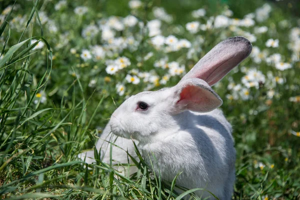 美丽的灰色兔子在雏菊花的背景 — 图库照片
