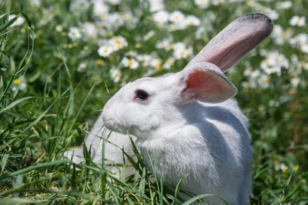 Gyönyörű Szürke Nyúl Háttérben Százszorszépek Virágok — Stock Fotó