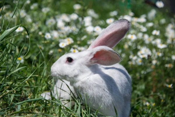 Beau Lapin Gris Sur Fond Fleurs Marguerites — Photo