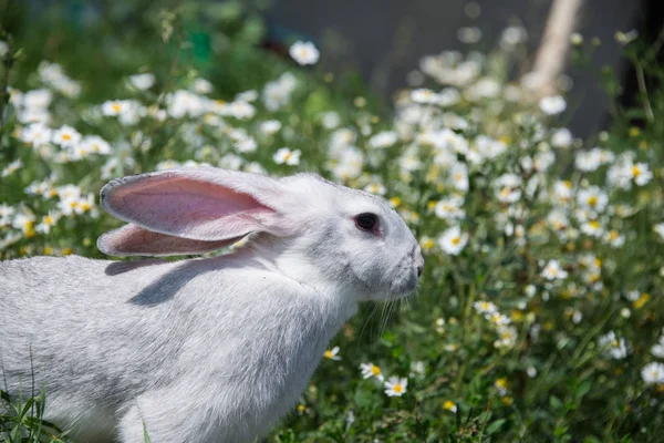 Bellissimo Coniglio Grigio Sullo Sfondo Fiori Margherite — Foto Stock