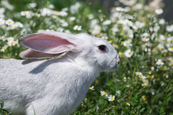 Krásný Šedý Králík Pozadí Mladé Zelené Trávy — Stock fotografie