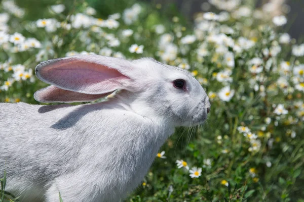 Krásný Šedý Králík Pozadí Sedmikráličích Květů — Stock fotografie