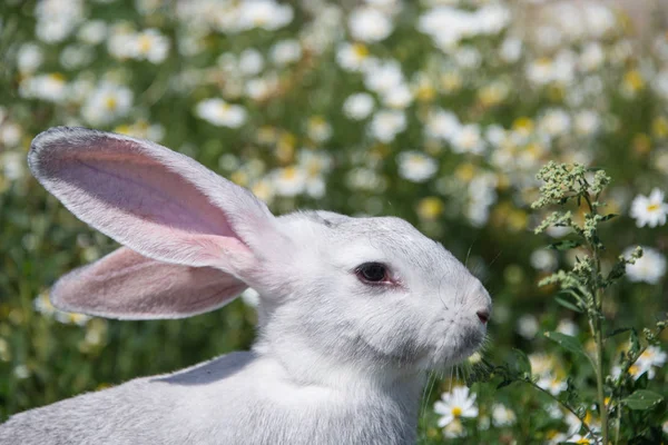 Papatya Çiçek Arka Planda Güzel Gri Tavşan — Stok fotoğraf