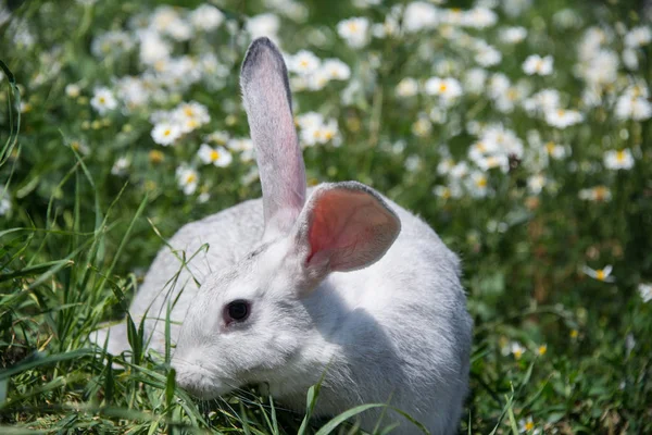 Beau Lapin Gris Sur Fond Fleurs Marguerites — Photo