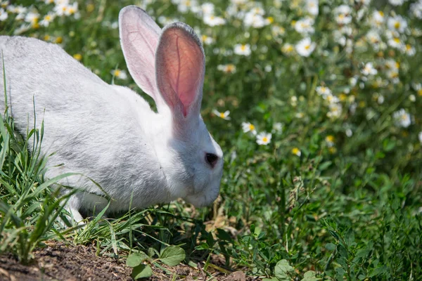 美丽的灰兔在年轻的绿草的背景 — 图库照片