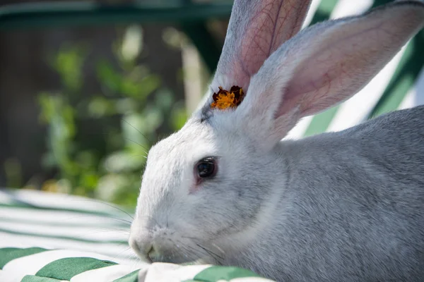 Beau Lapin Gris Avec Une Belle Fleur Rouge Sur Tête — Photo