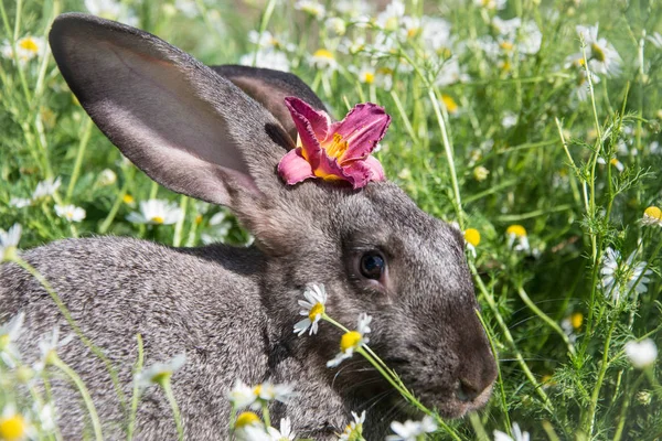 Precioso Conejo Gris Con Una Hermosa Flor Roja Cabeza — Foto de Stock