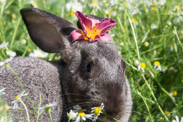 Schöne Graue Kaninchen Mit Einer Schönen Roten Blume Auf Dem — Stockfoto