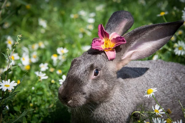 Precioso Conejo Gris Con Una Hermosa Flor Roja Cabeza —  Fotos de Stock