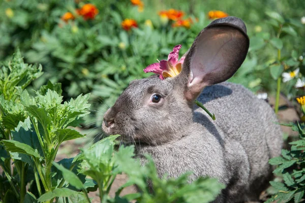 Schöne Graue Kaninchen Mit Einer Schönen Roten Blume Auf Dem — Stockfoto