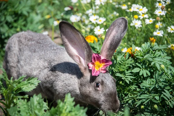 Başında Güzel Bir Kırmızı Çiçek Ile Güzel Gri Tavşan — Stok fotoğraf