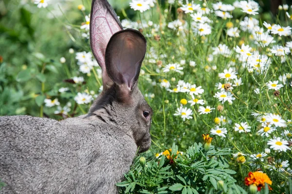 Schönes Graues Kaninchen Inmitten Eines Margeritenfeldes — Stockfoto